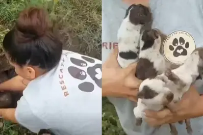 Condenaron a un jubilado por enterrar vivos a cuatro cachorritos en Concepción