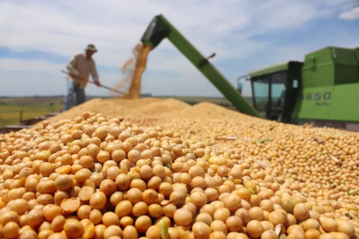 Soja y maíz: el que arrendó, salió ajustado o, incluso, perdió