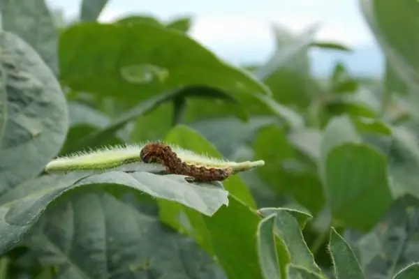 Alertan sobre plagas que pueden causar graves daños en etapas iniciales de soja y maíz
