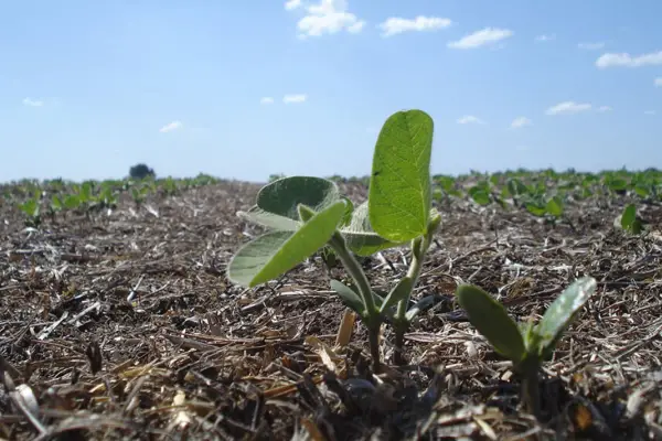 El riesgo de tapar el suelo con cemento