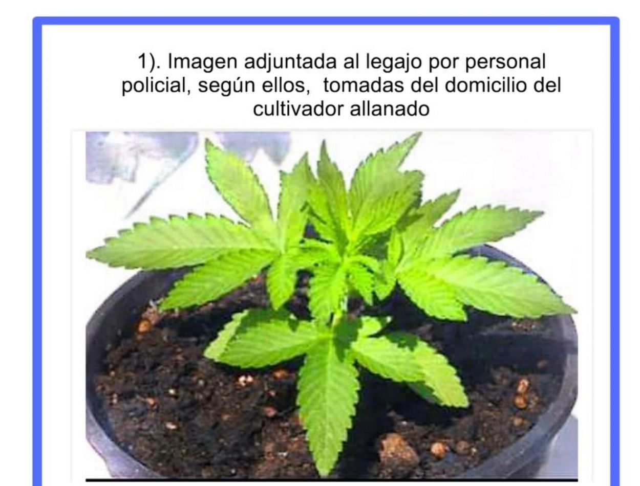 DECISIÓN. Perea se instruyó en el cultivo de marihuana en EE.UU.