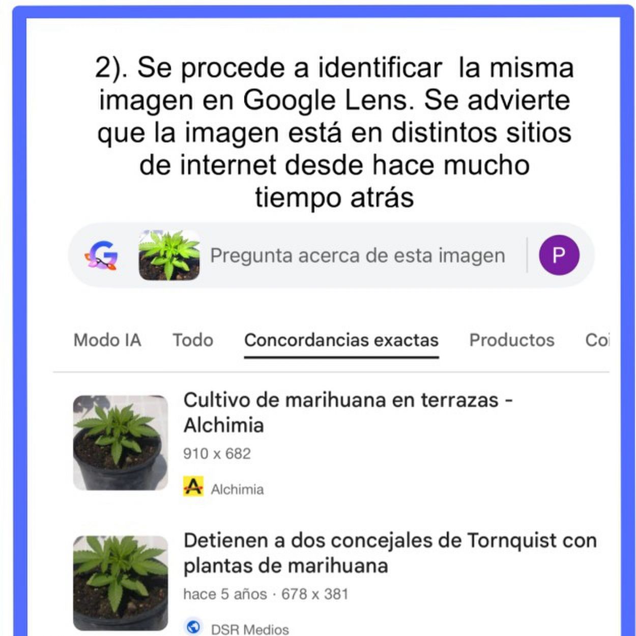Polémica por la destrucción de un cultivo de cannabis