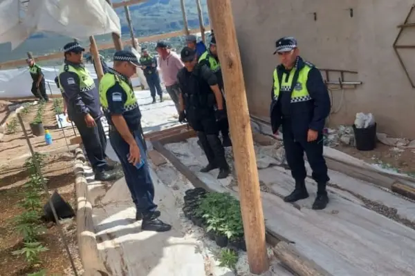 Polémica por la destrucción de un cultivo de cannabis