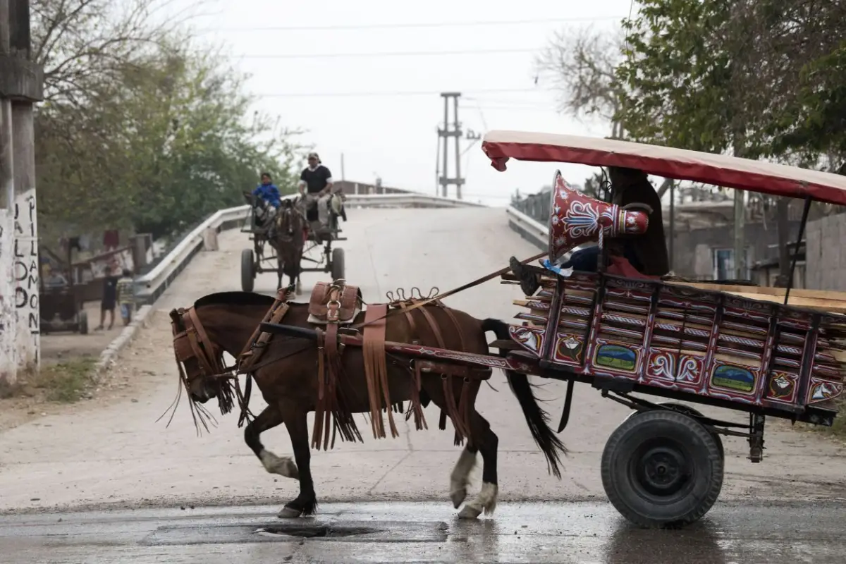 TRACCIÓN A SANGRE. Se estima que al menos 250 familias usan animales en la Capital para poder trabajar. 