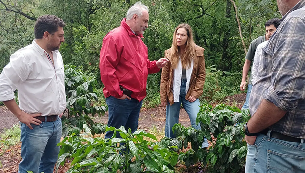 CAFETALES LOCALES. Los especialistas colombianos mantuvieron contactos con las plantaciones en Horco Molle y con los productores que impulsan la actividad en la provincia.