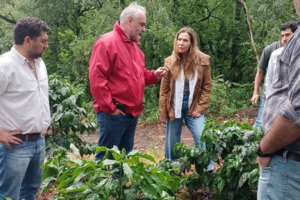 Expertos colombianos consideran que Tucumán ofrece una extraordinaria oportunidad para la producción de café