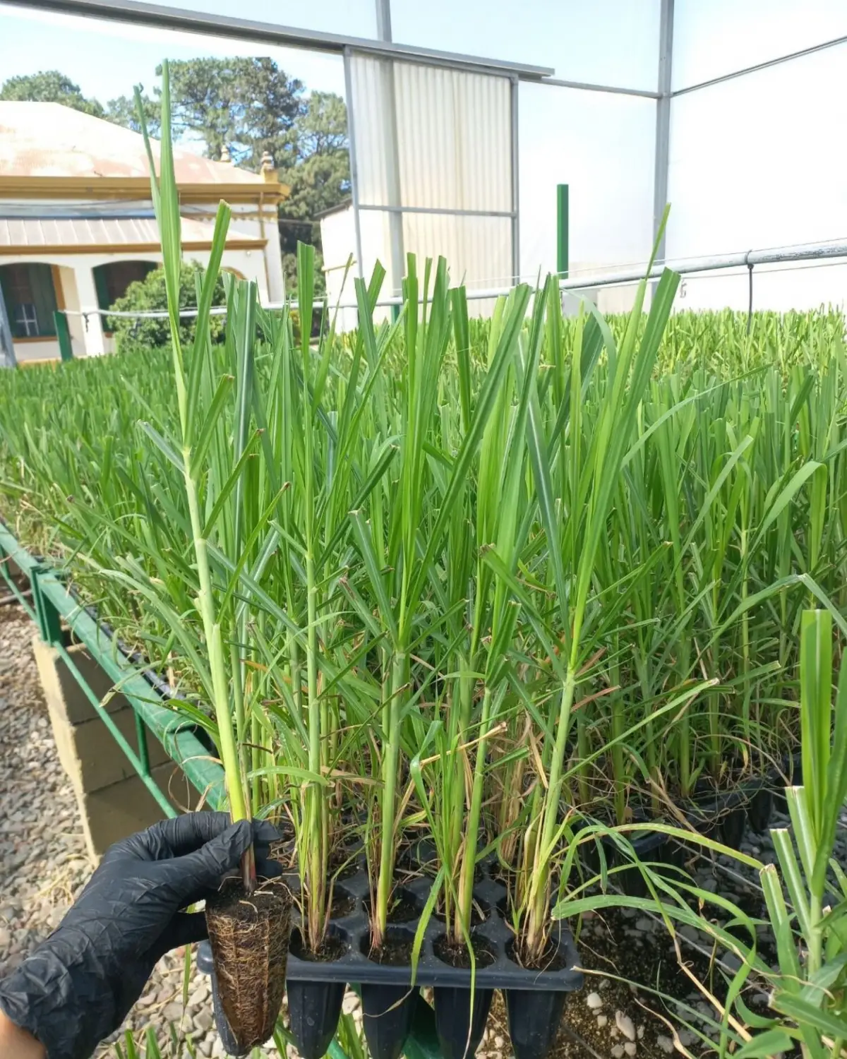 DATO. La caña tucumana, que sostiene la economía de ingenios, productores y trabajadores, no nace en el surco, sino en la infraestructura científica de la Eeaoc.