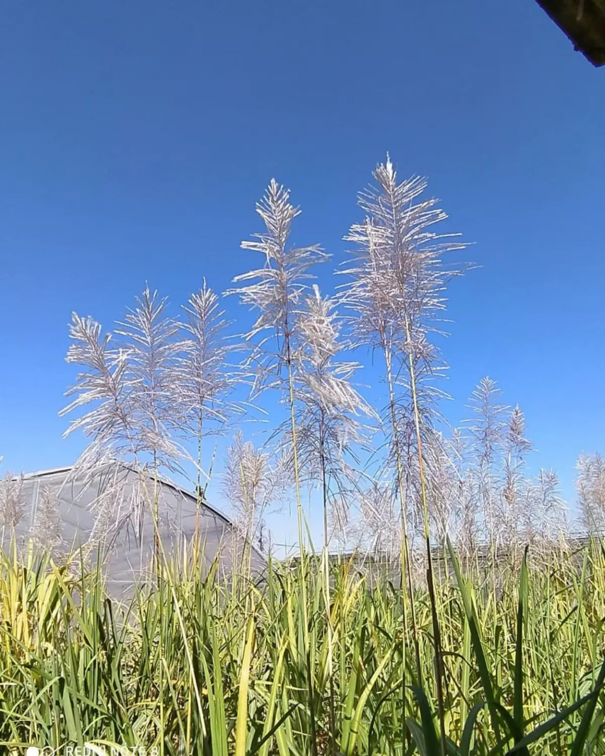 INVESTIGACIÓN. Desde hace tiempo, la Eeaoc induce la floración, que es muy irregular en nuestra provincia.