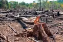 La Unión Europea pospone la vigencia del código sobre deforestación