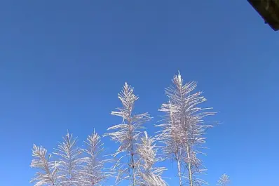 De miles de plántulas de caña solo unas pocas avanzan