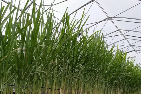 Los clones prometedores pasan a campos, donde se miden rasgos agronómicos clave