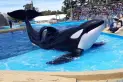 Murió Kshamenk, la orca que vivía en Mundo Marino tras ser rescatada en 1992