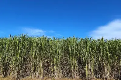 Precios del azúcar: clave para la economía de Tucumán