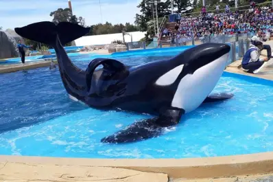 Murió Kshamenk, la orca que vivía en Mundo Marino tras ser rescatada en 1992