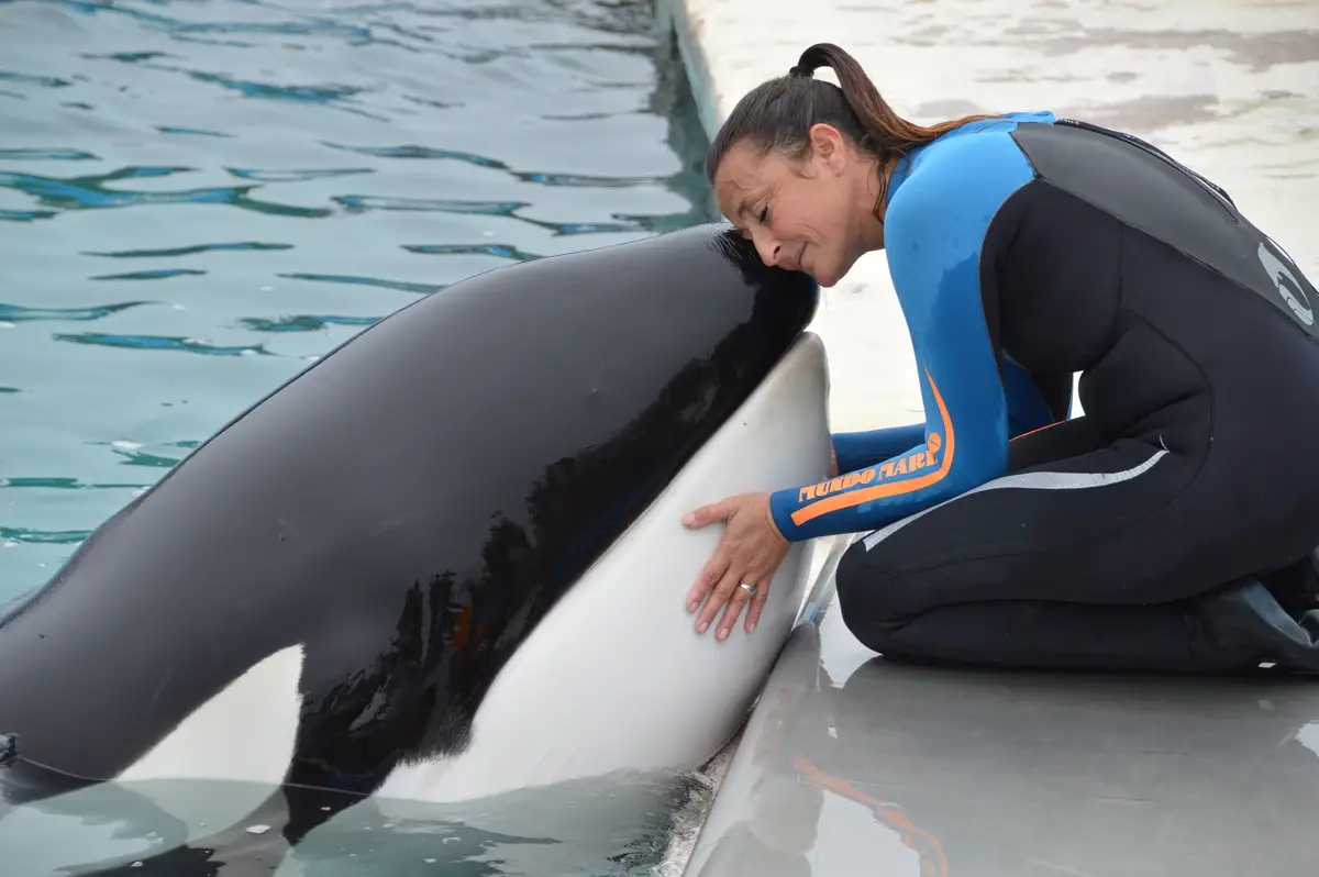 Fue lo mejor que me pasó en mi vida: el recuerdo de los tucumanos que vieron de cerca a Kshamenk, la orca que murió en Mundo Marino