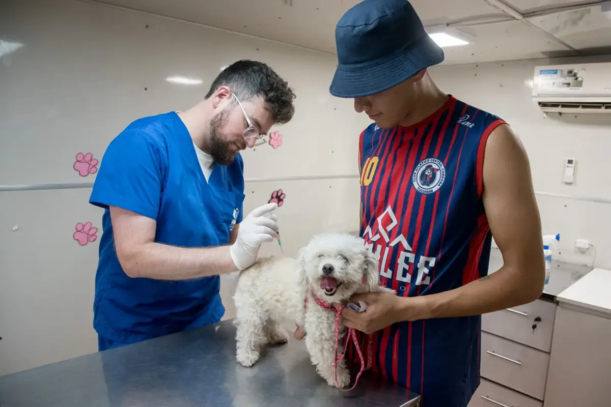 Además del móvil de castraciones, la Municipalidad tiene quirófanos fijos para las esterilizaciones.