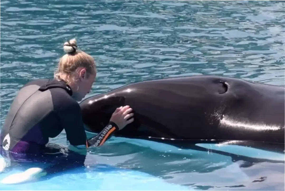 La historia de Kshamenk, la orca que llegó a Mundo Marino en 1992.