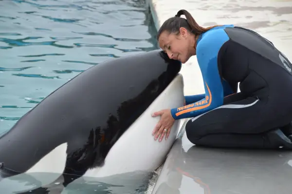 Fue lo mejor que me pasó en mi vida: el recuerdo de los tucumanos que vieron de cerca a Kshamenk, la orca que murió en Mundo Marino