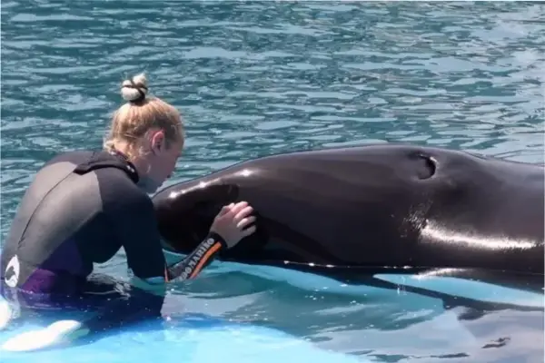 ¿Cómo llegó Kshamenk a Mundo Marino?: la historia de última orca en cautiverio de América Latina