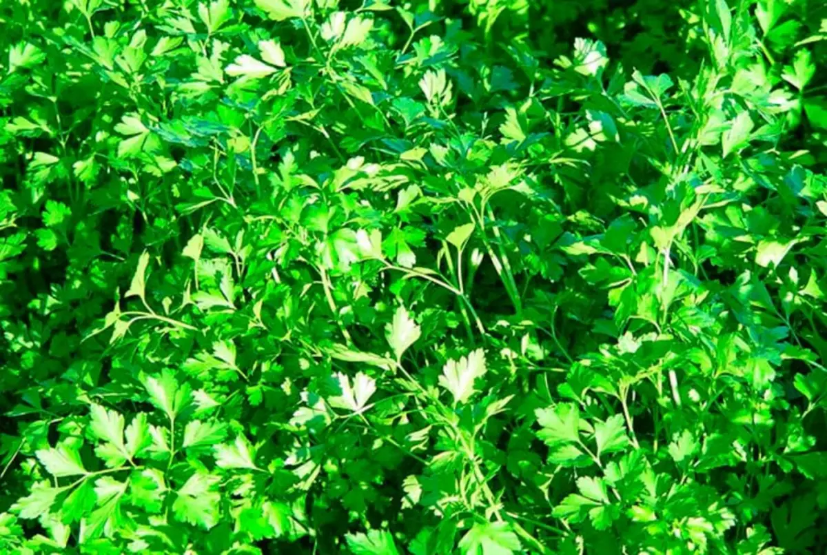 La hierba medicinal analgésica que ayuda a aliviar dolores y malestares sin medicamentos