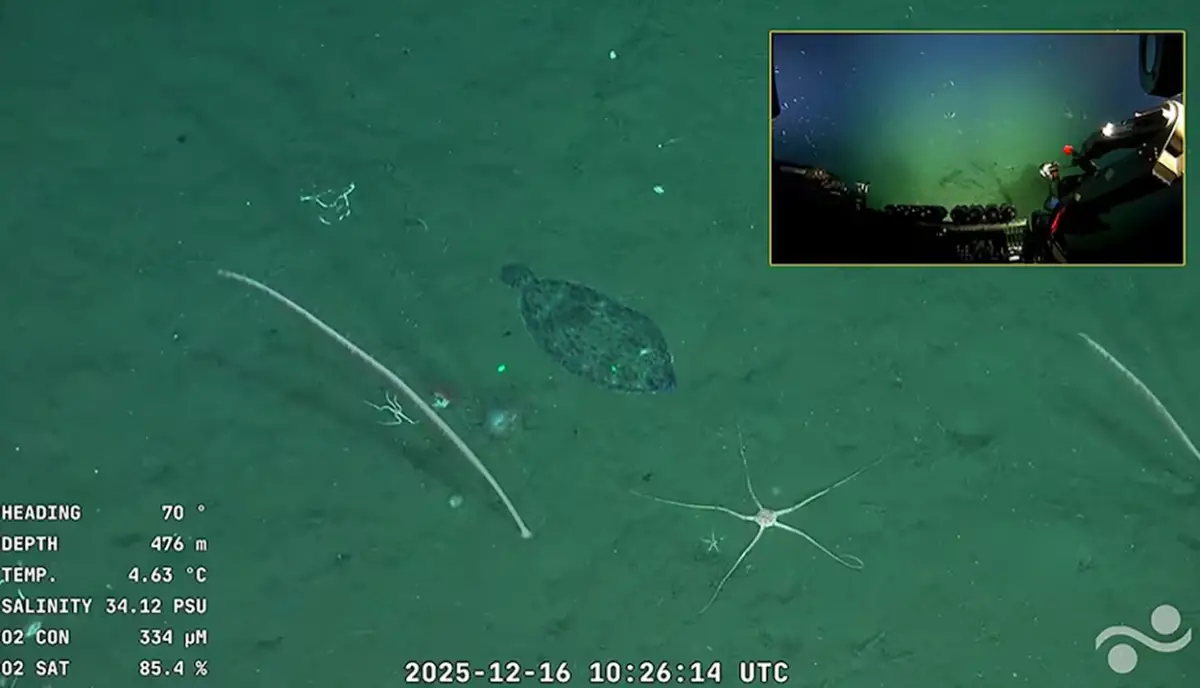UNA DE LAS PRIMERAS IMÁGENES. Este pez plano, con cuerpo ovalado y camuflaje moteado, reposó en el lecho fangoso a 476 metros de profundidad. / CAPTURA DE PANTALLA