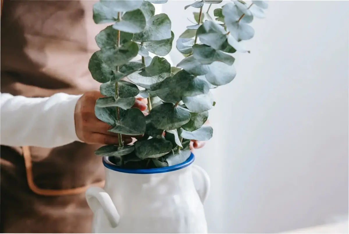 ¿Dónde colocar tu eucalipto en tu casa?