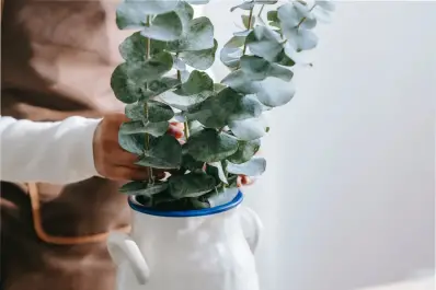 Dónde colocar el eucalipto en casa para atraer salud, protección y buena energía