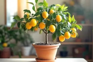 El truco casero para regar los limoneros y lograr hojas brillantes y sanas