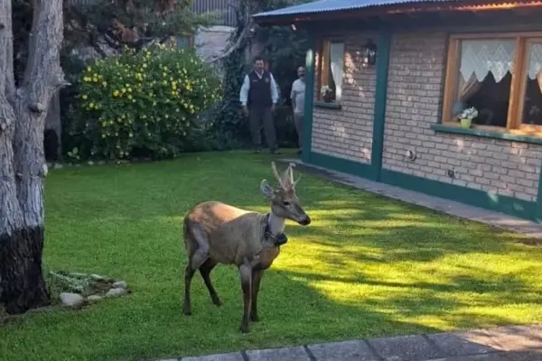 Alerta en San Martín de los Andes: hay un huemul suelto en la ciudad y piden encerrar a los perros
