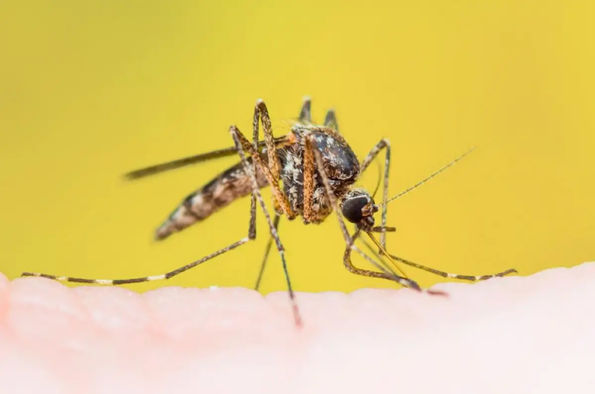 Las principales enfermedades que deben prevenirse en Brasil son transmitidas por la picadura de mosquitos.