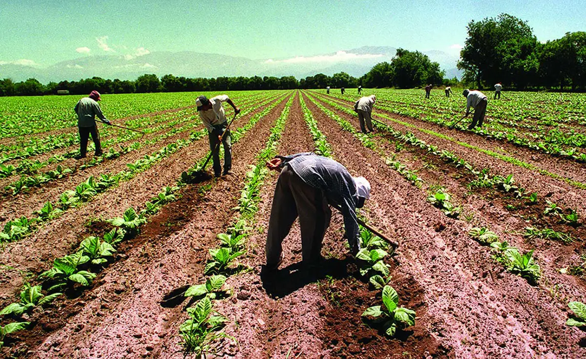 Efecto de la baja de las retenciones: el agro, con menos peso en la mochila fiscal