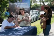 Se podrá castrar mascotas de forma gratuita el 22, 23 y 26 de diciembre