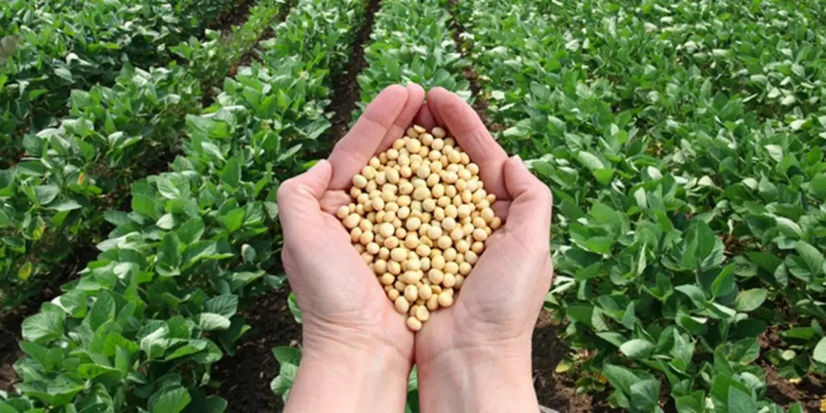 Aprueban un récord de 38 alimentos transgénicos