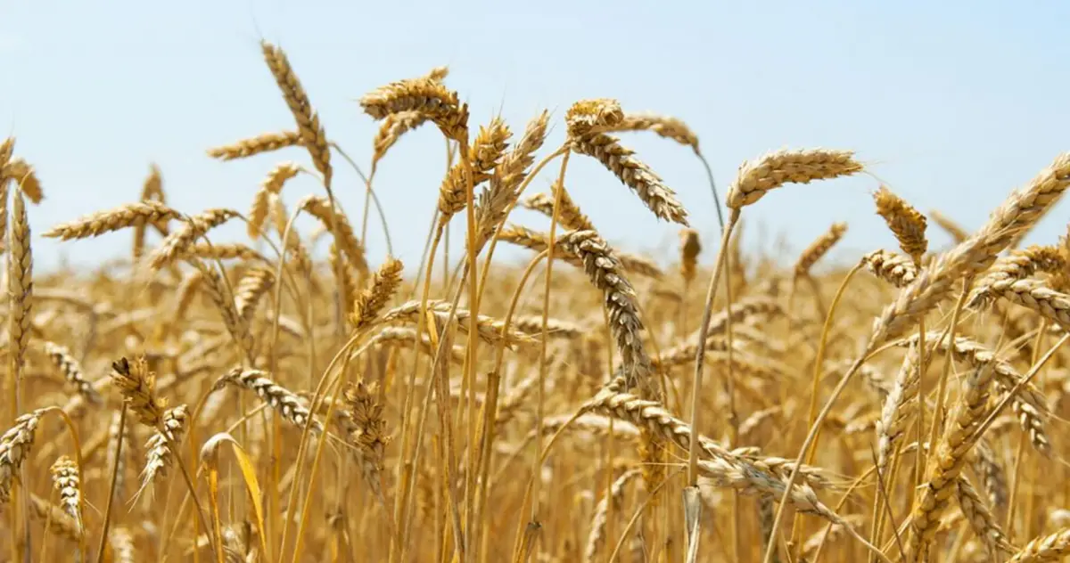 Hito en el trigo: al 80% de la cosecha se promedian 60 qq/ha