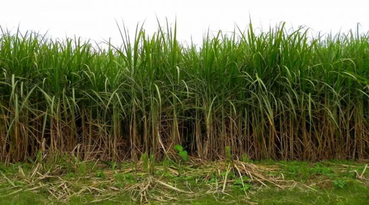 Fertilización: un pilar para la alta productividad cañera local