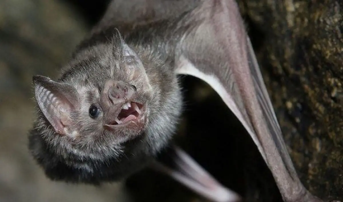 Contra la rabia paresiante: el Senasa relevó en Salta colonias de murciélagos hematófagos