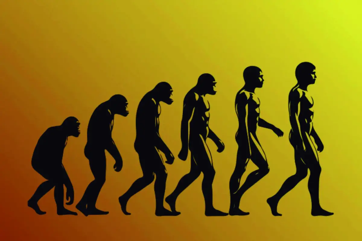 El impresionante camino de la evolución humana