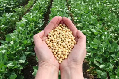 Aprueban un récord de 38 alimentos transgénicos