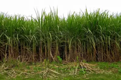 Fertilización: un pilar para la alta productividad cañera local