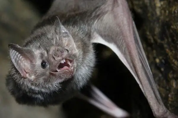 Contra la rabia paresiante: el Senasa relevó en Salta colonias de murciélagos hematófagos