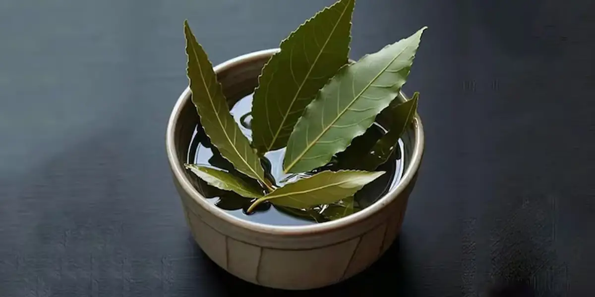 Cómo realizar el ritual con laurel para atraer dinero en Navidad