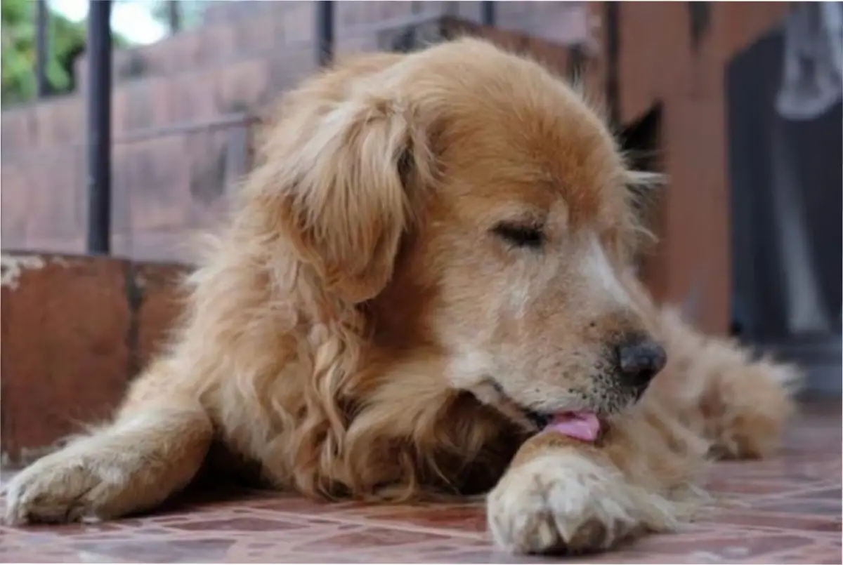 ¿Por qué los perros se lamen de manera excesiva?