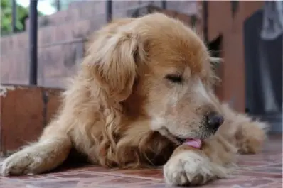 ¿Tu perro se relame mucho?: por qué podría ser un signo de algo más grave, según veterinarios