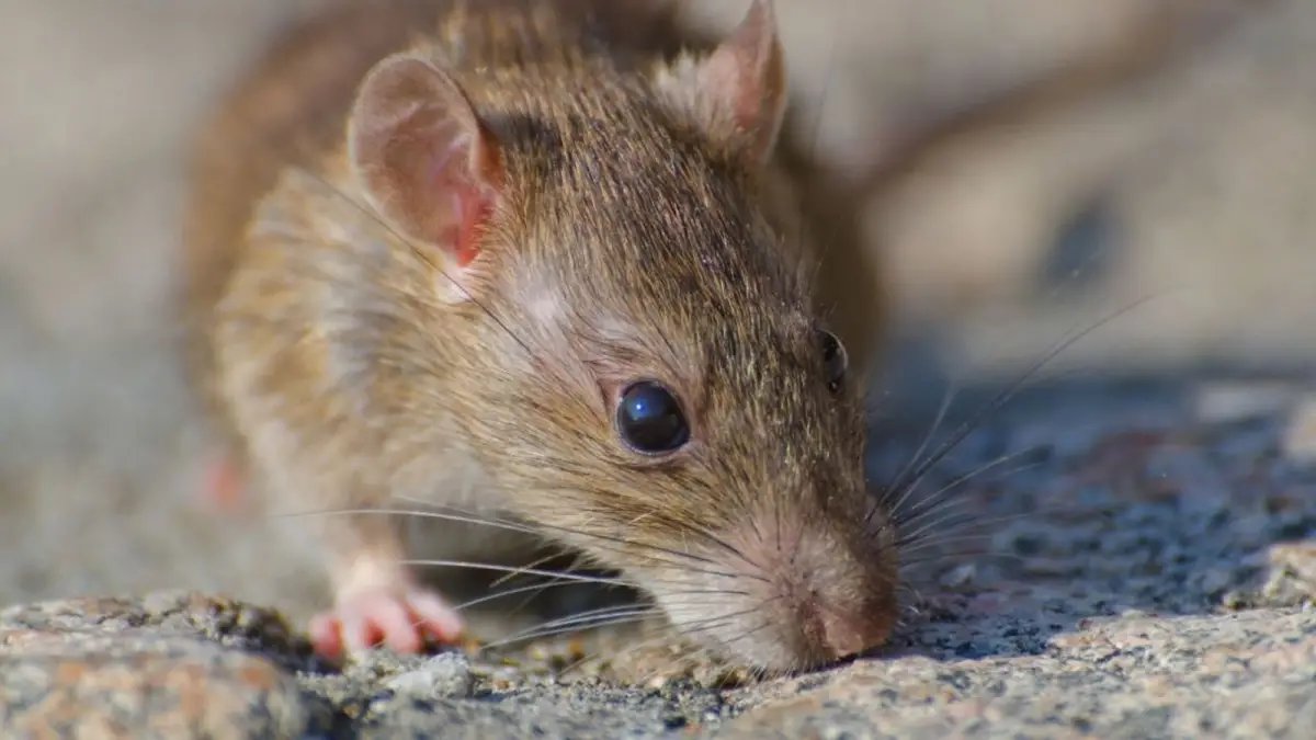 Alerta por hantavirus en Salta: son 12 las personas infectadas y hay cinco fallecidos