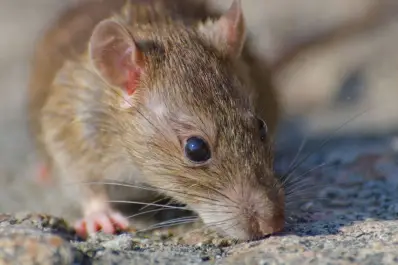 Alerta por hantavirus en Salta: son 12 las personas infectadas y hay cinco fallecidos