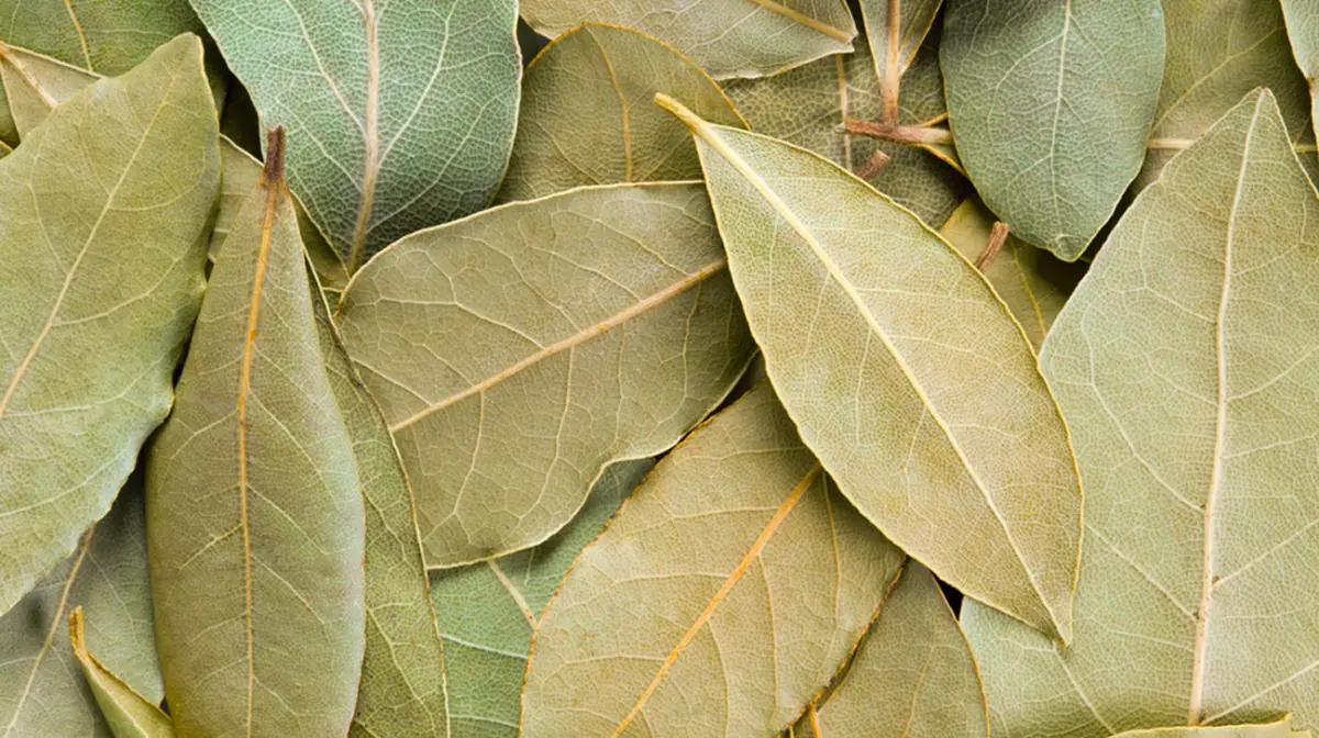 Pocos lo saben: poner laurel en este electrodoméstico hace que limpiar sea más fácil