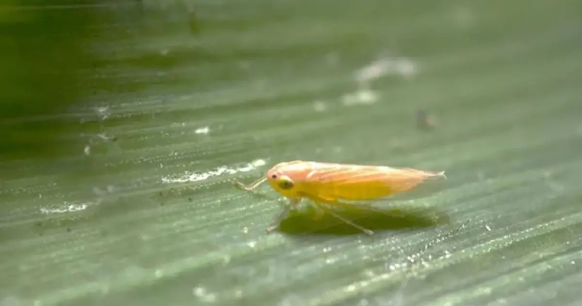 NÚMERO. Para realizar el 32° informe del monitoreo de la Red Nacional de dalbulus maidis se relevaron 350 localidades de distintas regiones de la Argentina.