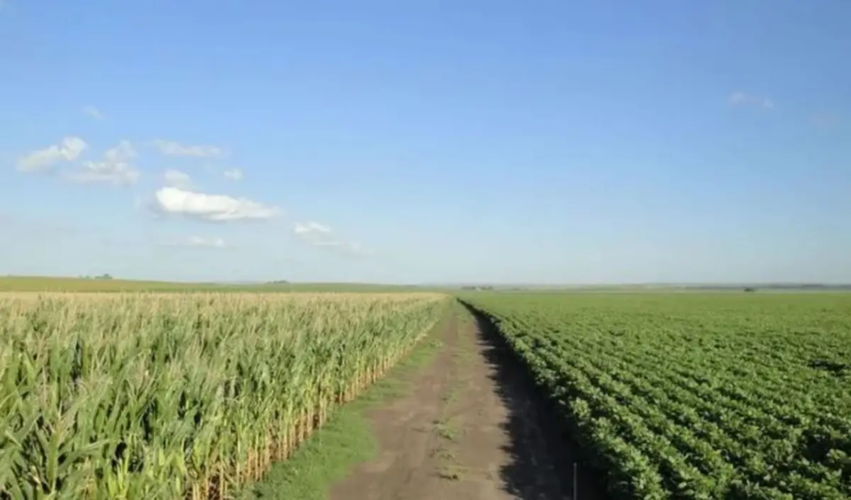 El maíz, un cultivo clave para la rotación
