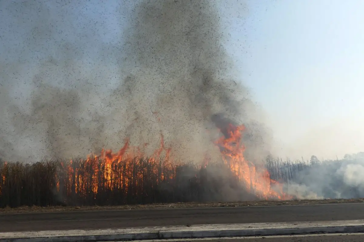CIFRAS. Un 23,7% de los incendios que se registraron este año en más de 49.000 hectáreas de cañaverales de Tucumán ocurrió sobre caña de azúcar en pie.