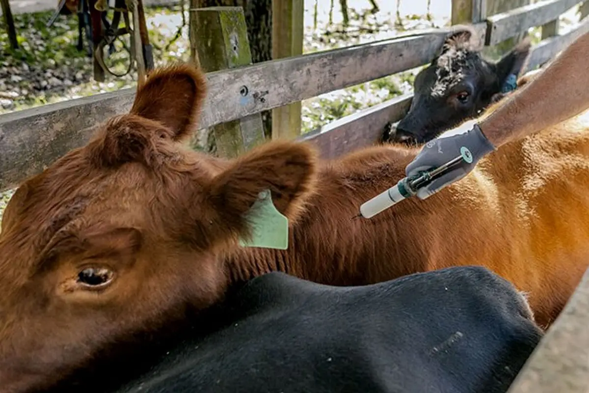 DATO. Las provincias de Jujuy, Catamarca y Tucumán arrancarán el primer ciclo de vacunación durante enero.
